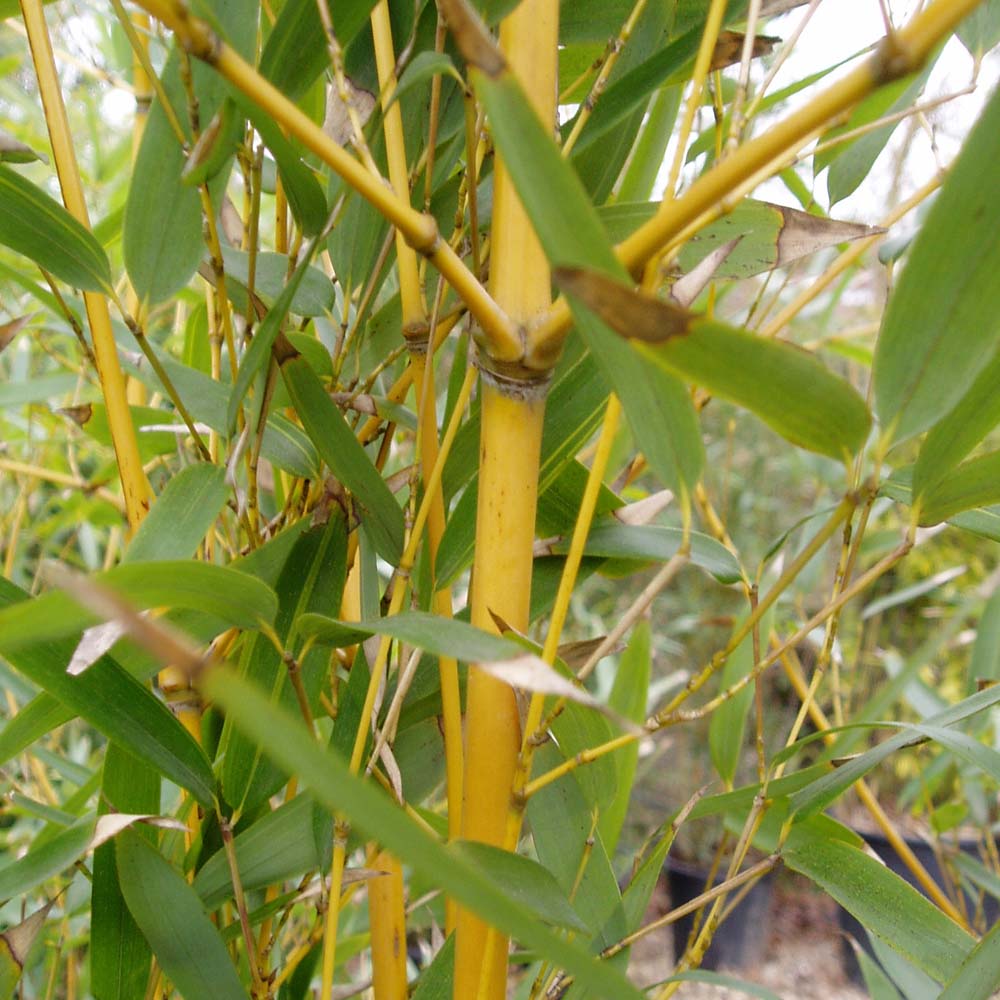 Phyllostachys aurea – Golden bamboo 2-2.5m tall