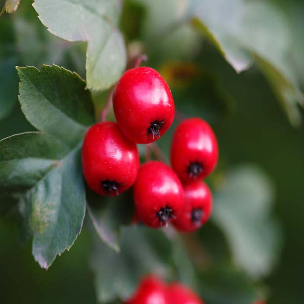 Native mix – Hedging Pack (Bare Root Plants) 40-60cm