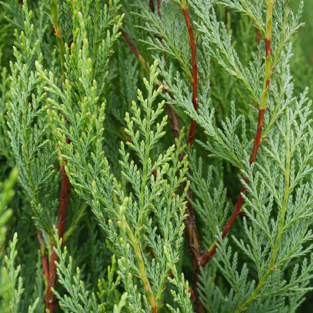 Buy Cupressocyparis leylandii - Leyland cypress tree 2.5-3m tall ...