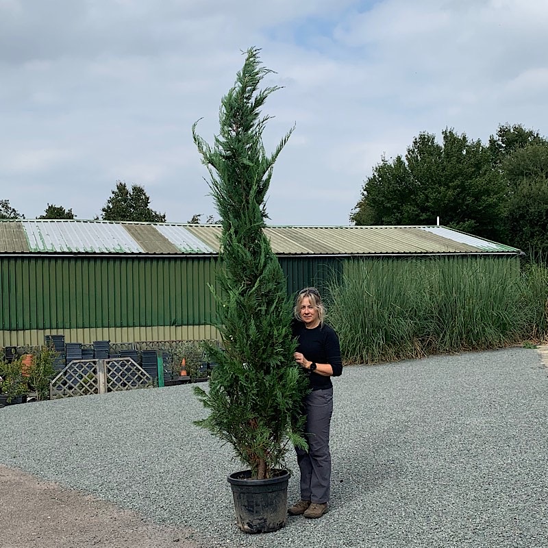 Cupressocyparis leylandii – Leyland Cypress 2.5-3m tall