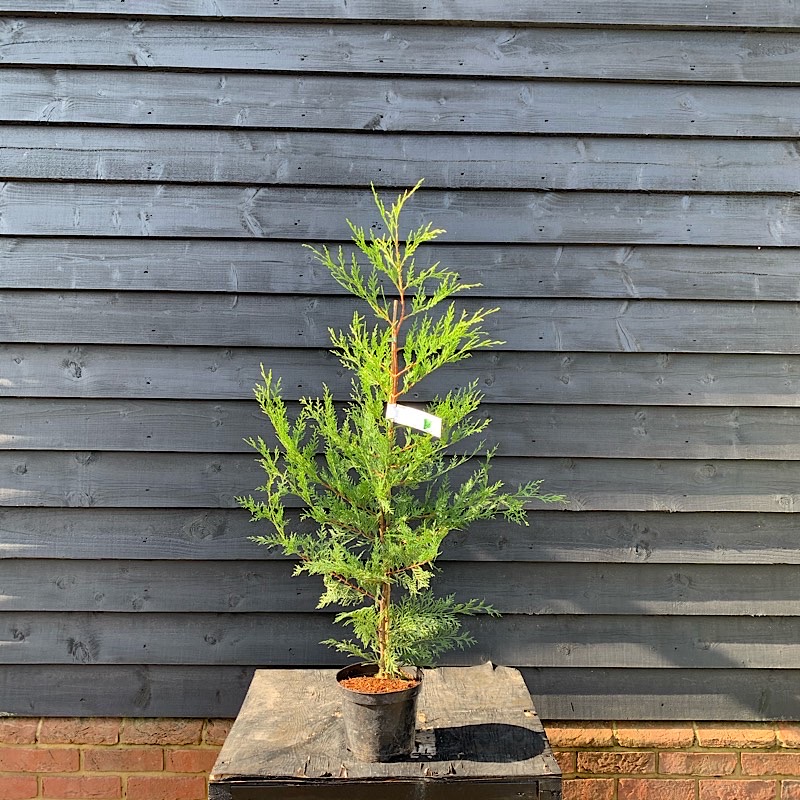 Cupressocyparis leylandii – Leyland Cypress 80-100cm tall