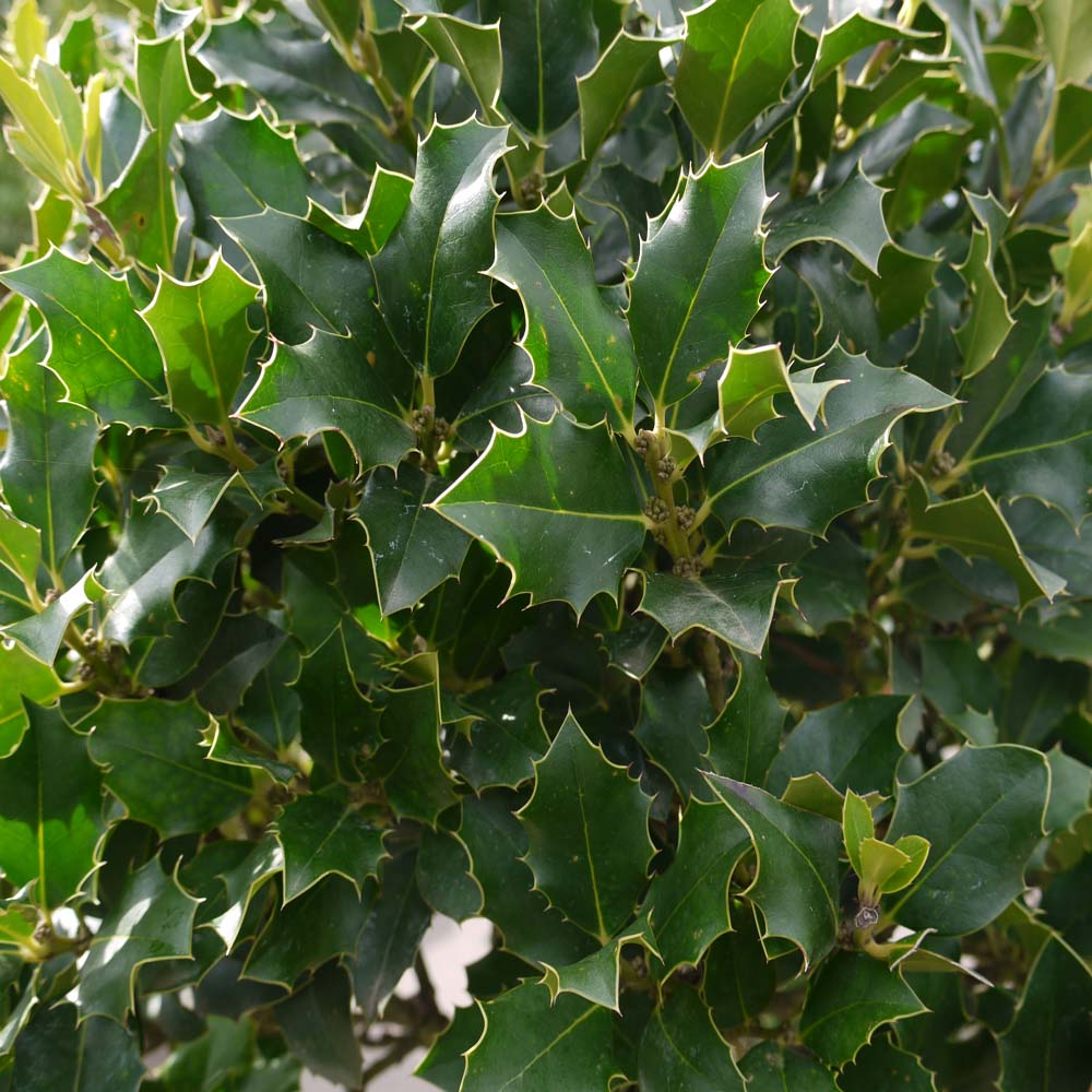 Common Holly – Ilex Aquifolium 20cm tall