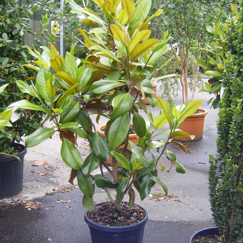Magnolia grandiflora ‘Galissonnière’ – Evergreen Magnolia 80-100cm tall