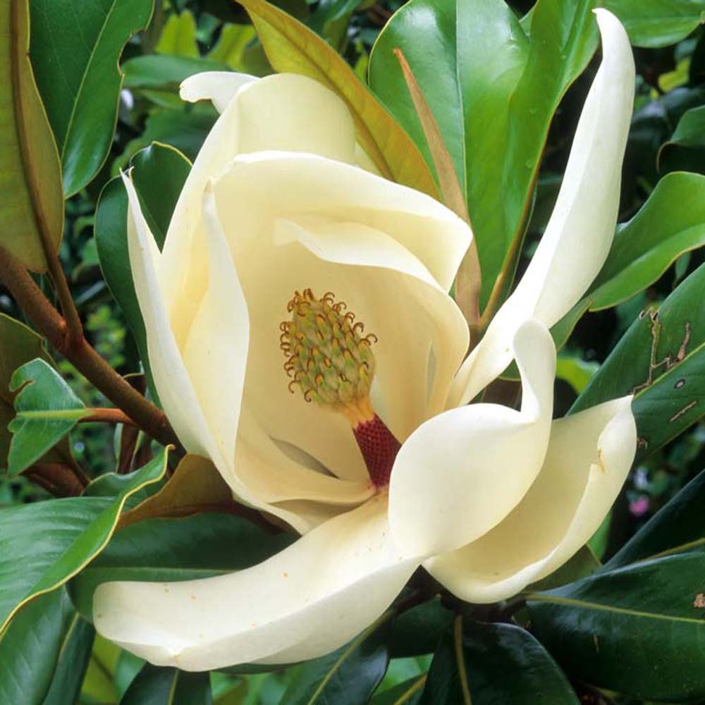 Magnolia grandiflora ‘Galissonnière’ – Evergreen magnolia tree 12-14cm girth