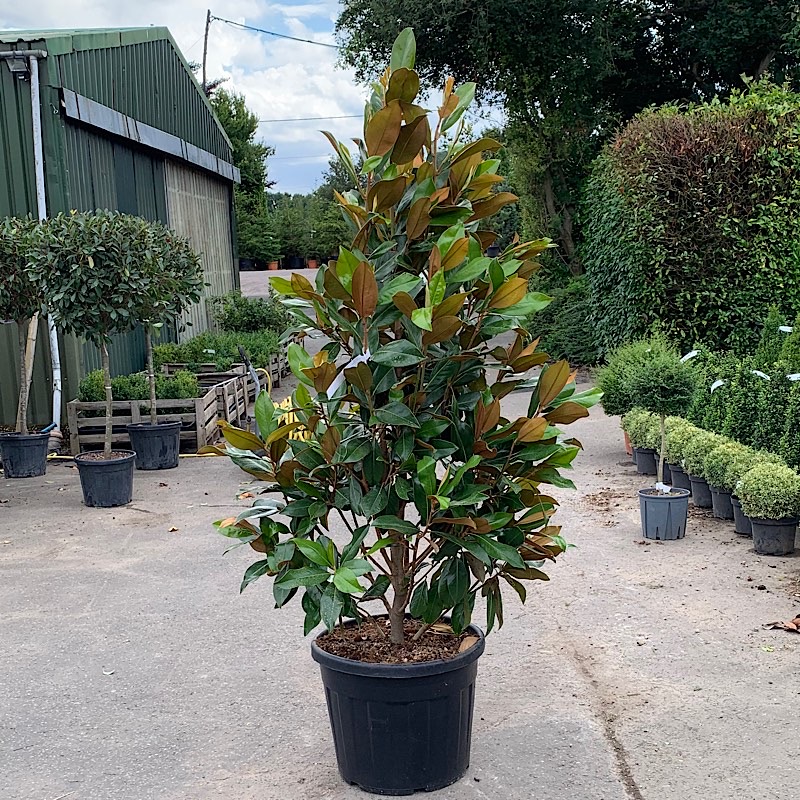 Magnolia grandiflora ‘Galissonnière’ – Evergreen Magnolia 1.5-1.75m tall