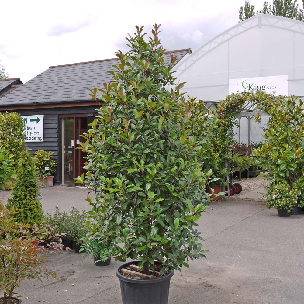 Photinia x fraseri ‘Red Robin’ 1.75-2m tall clipped cone