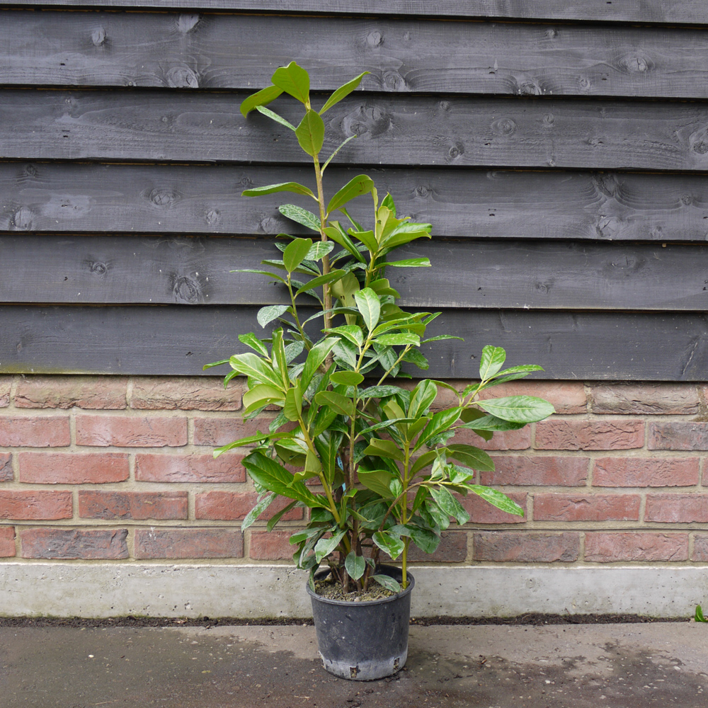Prunus laurocerasus – ‘Novita’ Cherry laurel (Hedging Plants) 80-100cm Tall