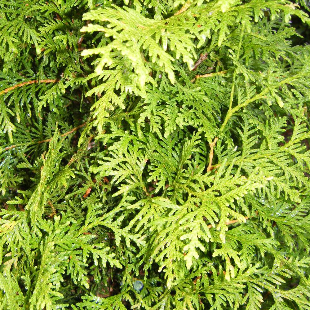 Thuja plicata – Western red cedar tree 1.75-2m tall