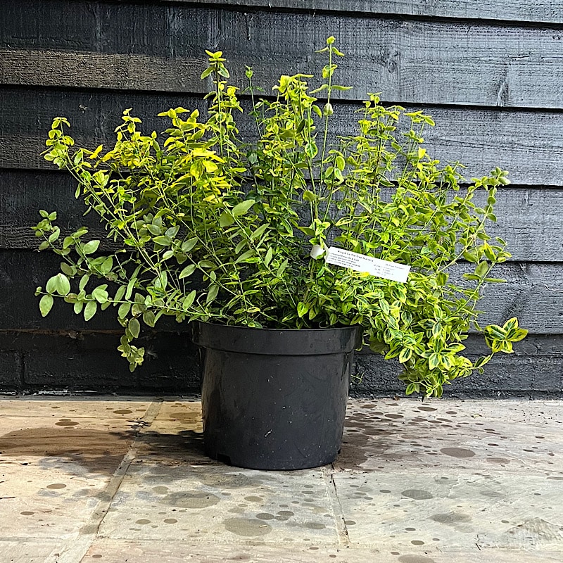 Euonymus fortunei ‘Emerald ‘n’ Gold’ – Fortune’s spindle 10 Litre