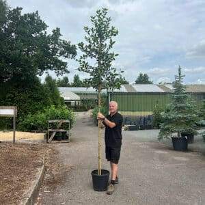 Holly Screening Tree