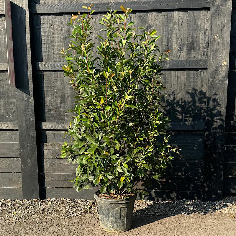 Photinia x fraseri ‘Red Robin’ – Hedging Plants 1.5-1.75m tall