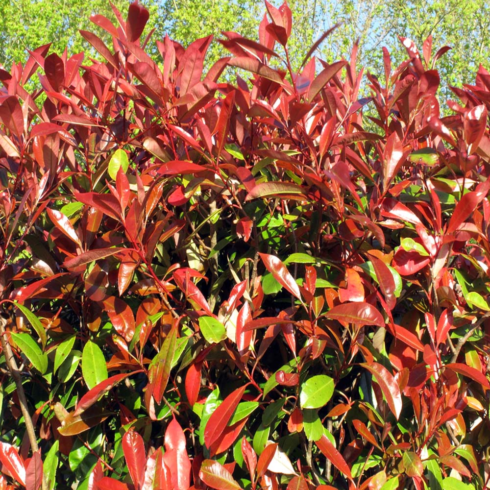 buy photinia x fraseri 'red robin' 1.5-1.75m tall - available for