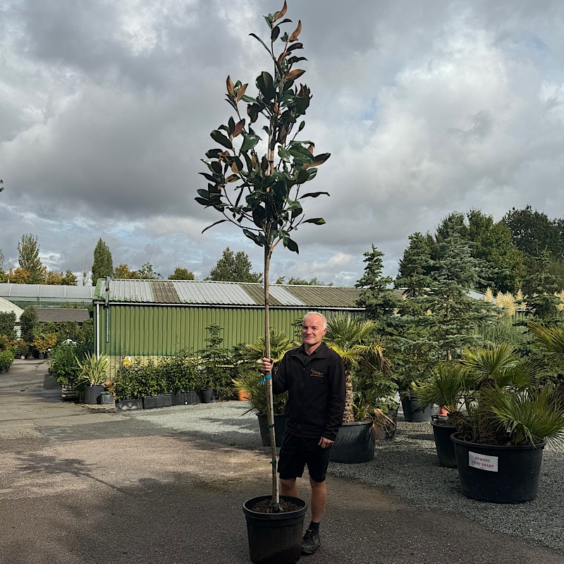 Magnolia grandiflora ‘Galissonnière’ – Evergreen magnolia tree 8-10cm girth