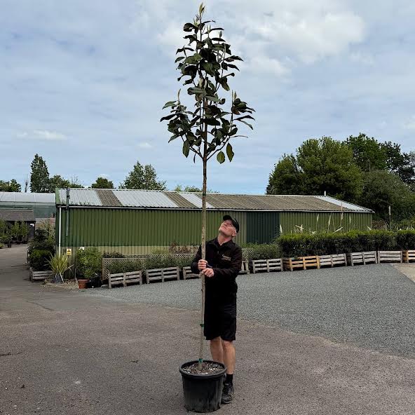 Magnolia grandiflora ‘Galissonnière’ – Evergreen magnolia tree 8-10cm girth