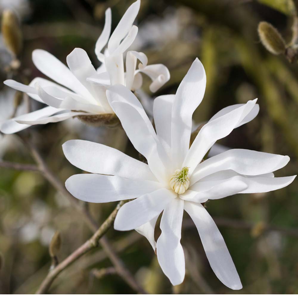 Magnolia stellata – Star Magnolia 18 Litre