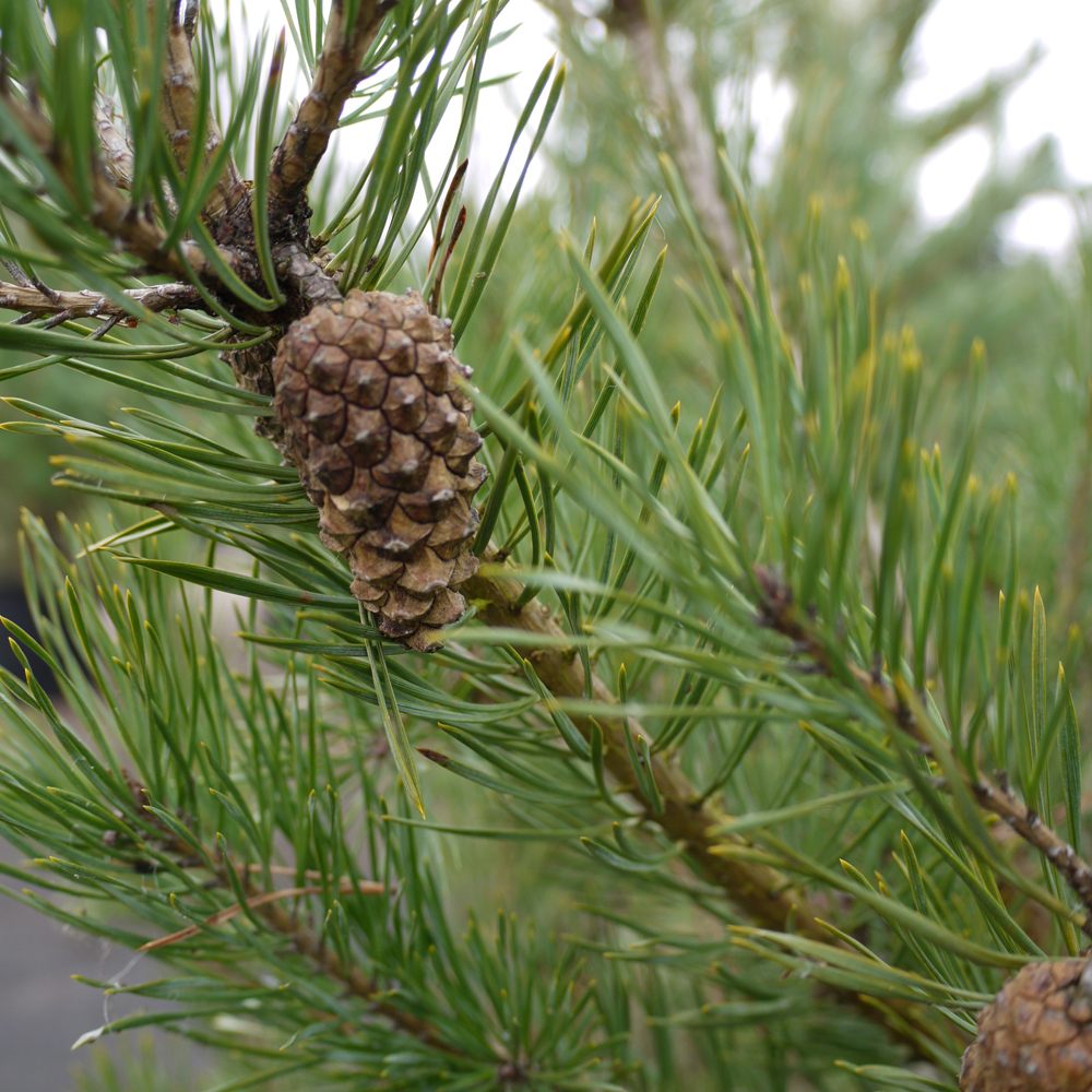 Pinus sylvestris – Scots pine 1.4-1.6m tall