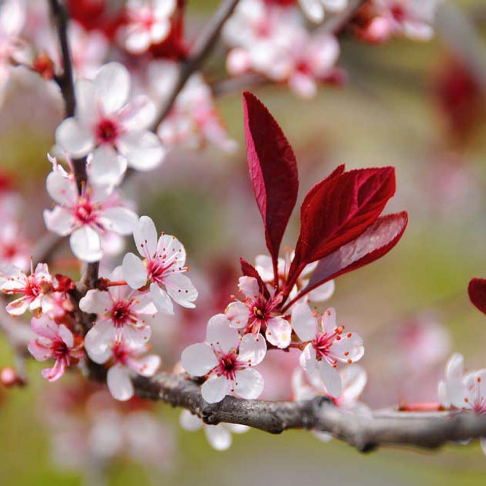 Prunus cerasifera ‘Nigra’ – Cherry Plum 1.75-2m tall