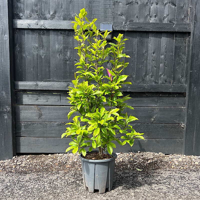 Magnolia x soulangeana – Magnolia 1.75-2m tall 30 litre