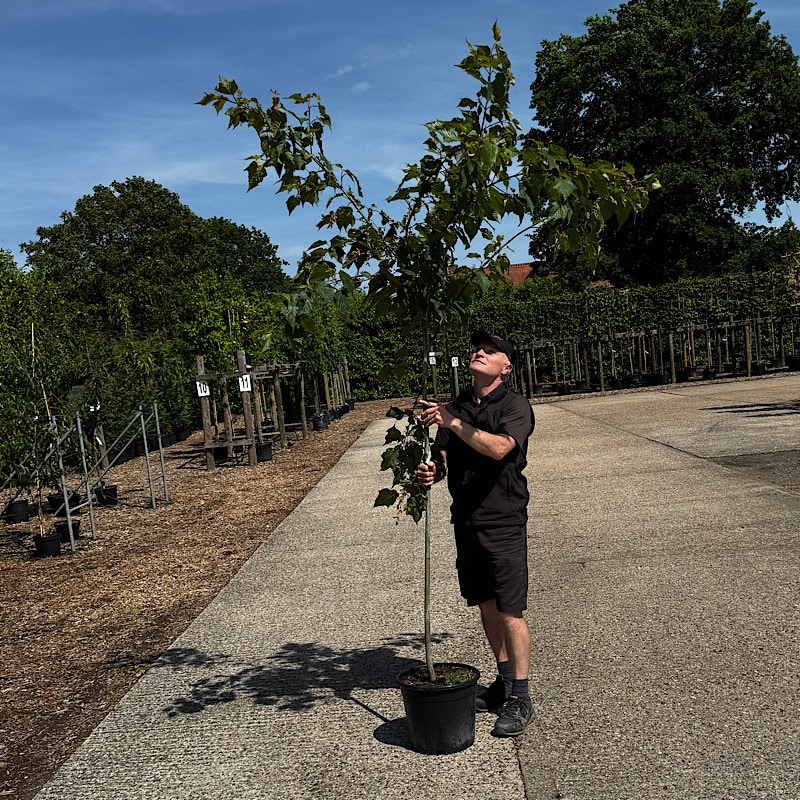 Acer rufinerve – Snake-bark maple tree 2.5-2.75m tall 20ltr
