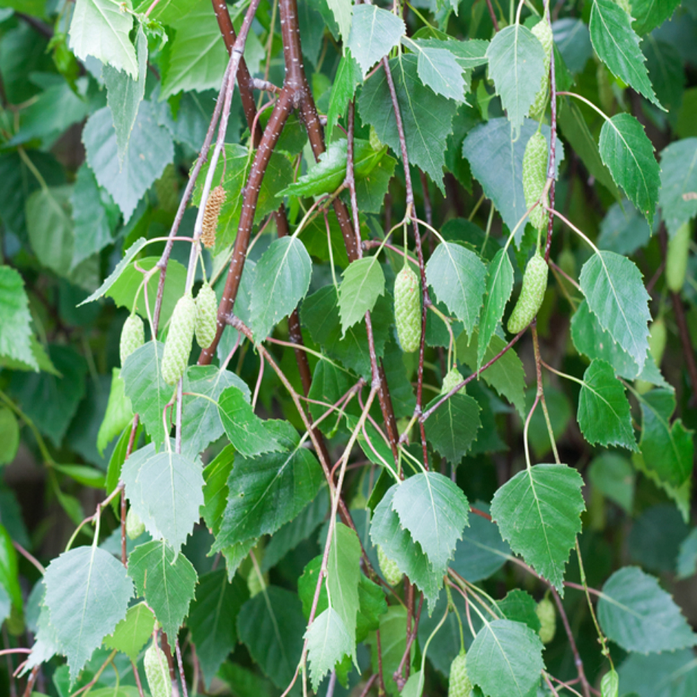 Betula pendula ‘Youngii’ – Weeping birch tree 1.75-2m tall