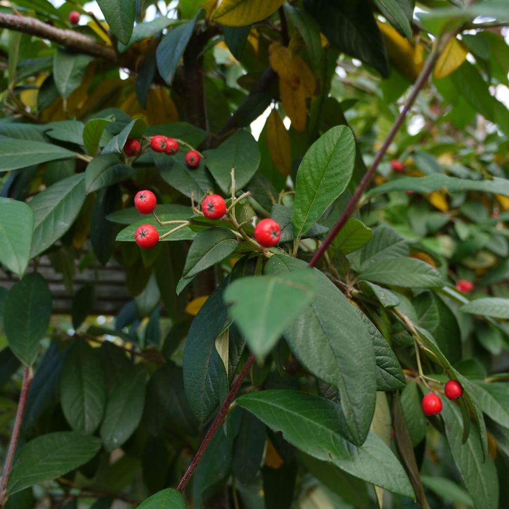 Cotoneaster cornubia tree 2.5-2.75m tall