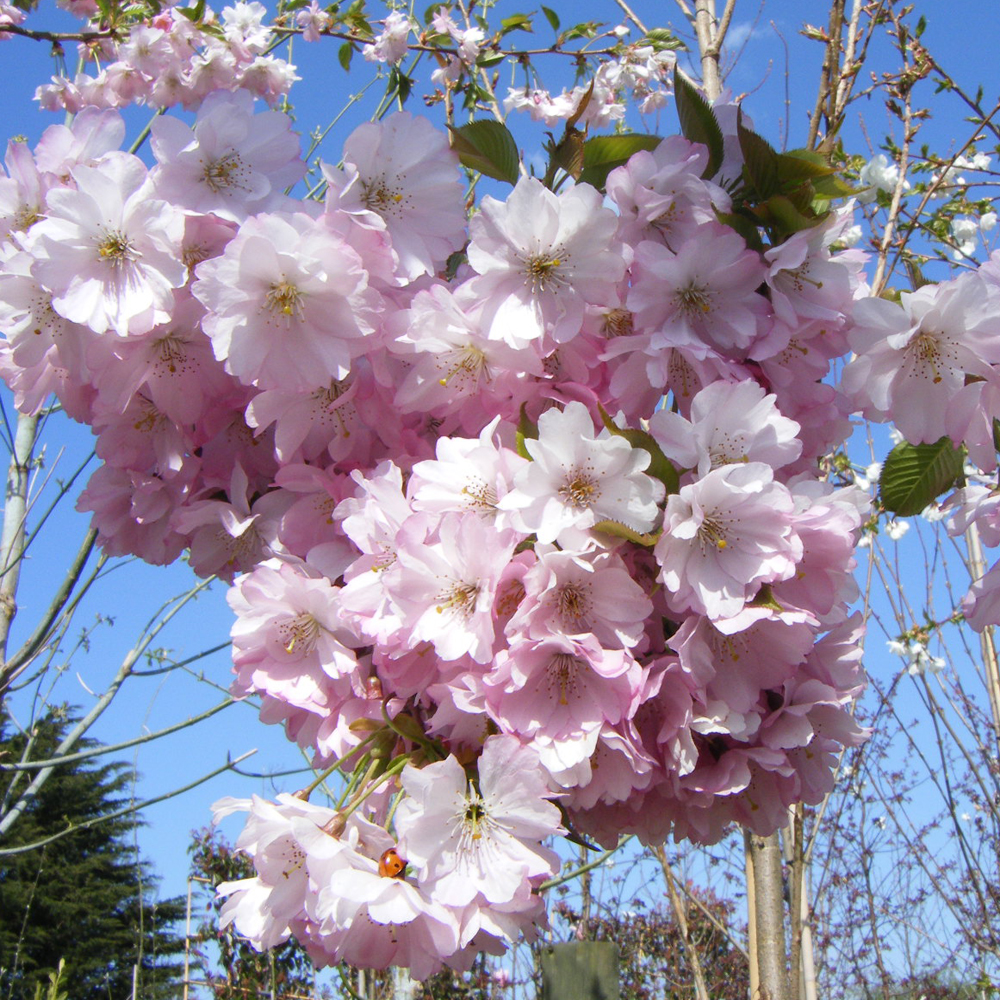 Prunus ‘Pink Perfection’ – Pink Ornamental Cherry 6-8cm girth
