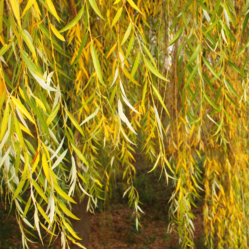 Salix Chrysocoma –  Golden Weeping Willow tree 2.75-3m 10lt