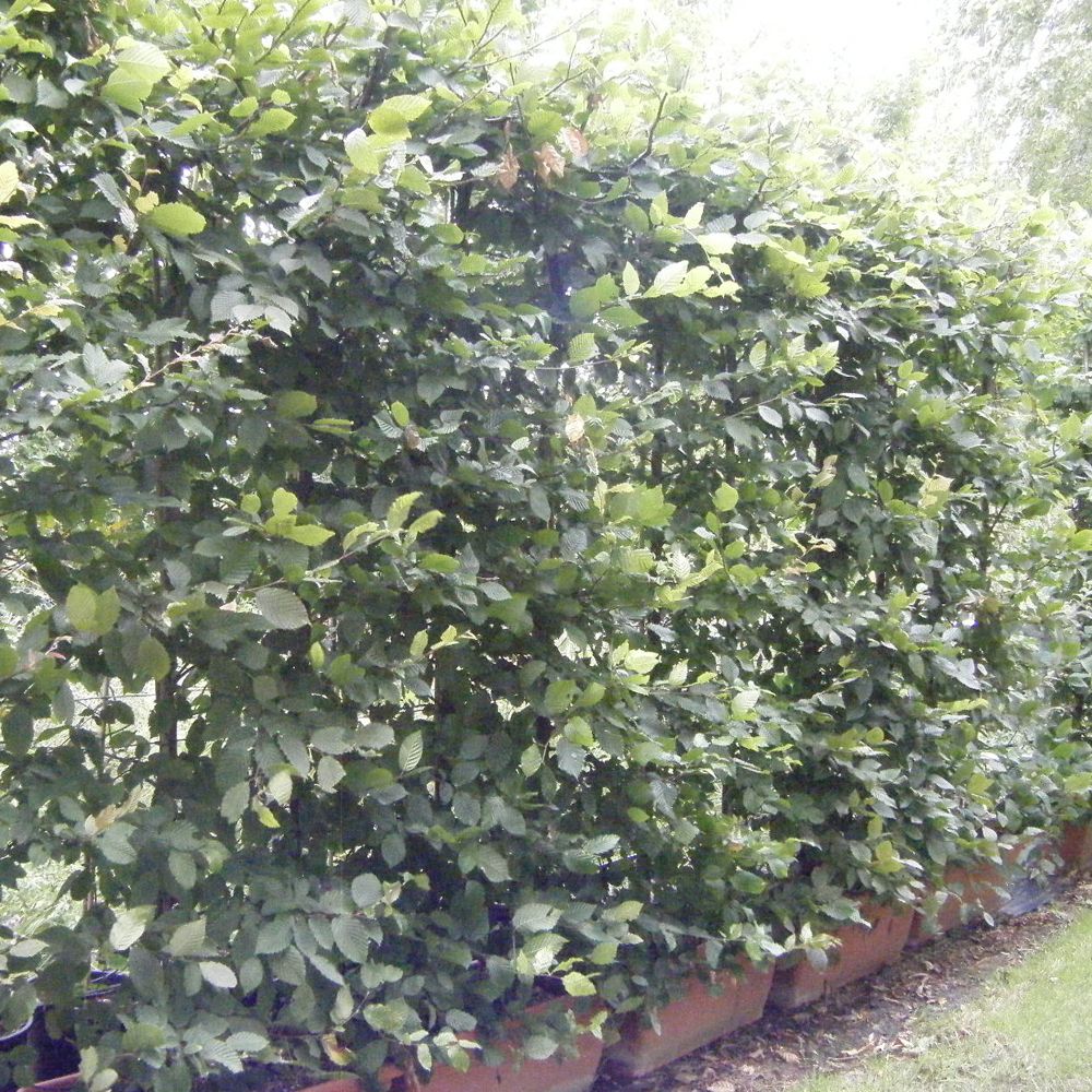 Hornbeam trough 1000x (2)