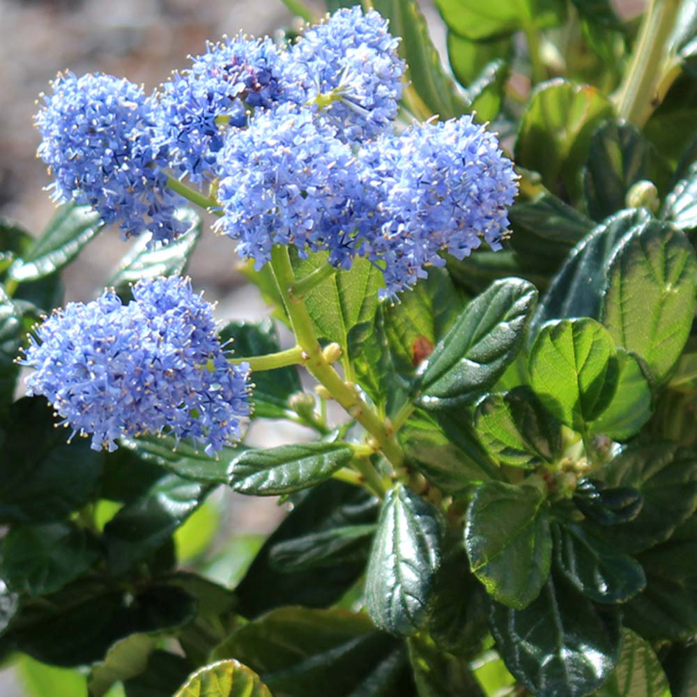 Ceanothus ‘Blue Mound’ – Californian lilac 10 Litre