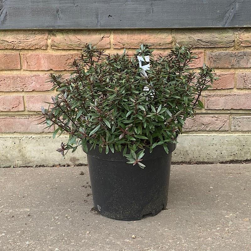 Hebe ‘Mrs Winder’ – Shrubby veronica 5 Litre