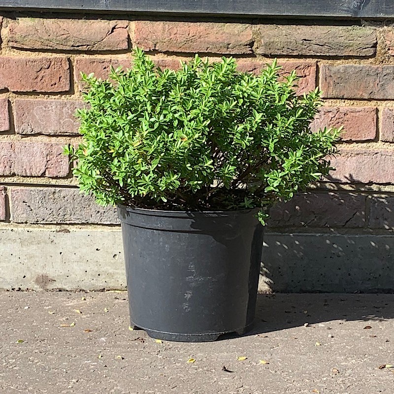 Hebe rakaiensis – Shrubby veronica 5Litre