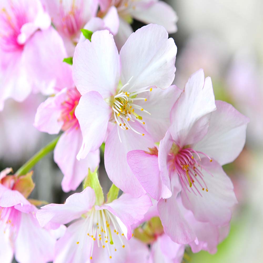Prunus ‘Amanogawa’ – Upright Pink Cherry 2.25-2.5m tall
