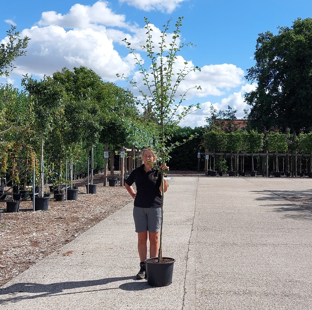 Crataegus laevigata ‘Paul’s Scarlet’ – Red hawthorn tree 6-8cm girth