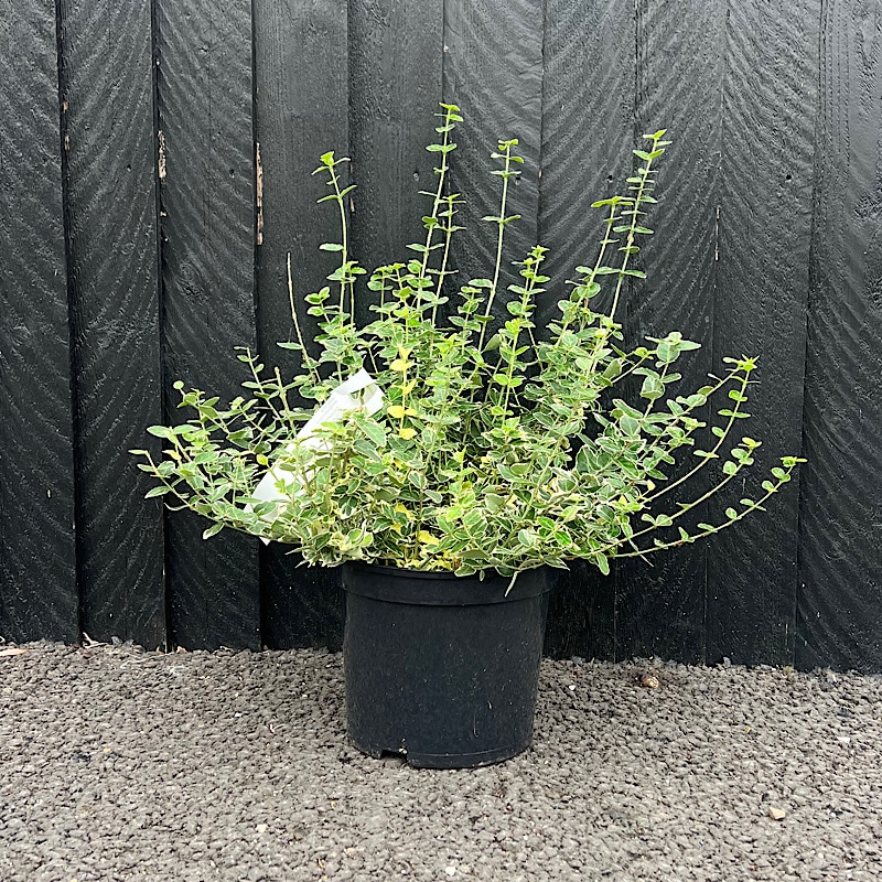 Euonymus fortunei ‘Emerald Gaiety’ – Fortune’s spindle 5 Litre