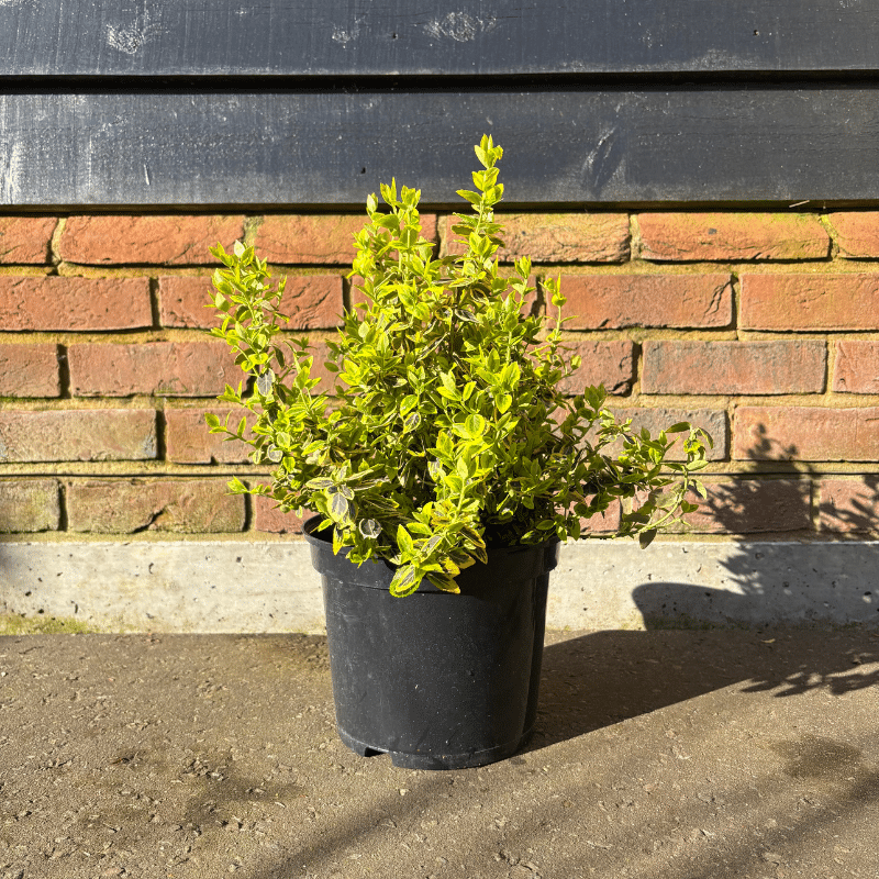 Euonymus fortunei ‘Emerald ‘n’ Gold’ – Fortune’s spindle 5 Litre