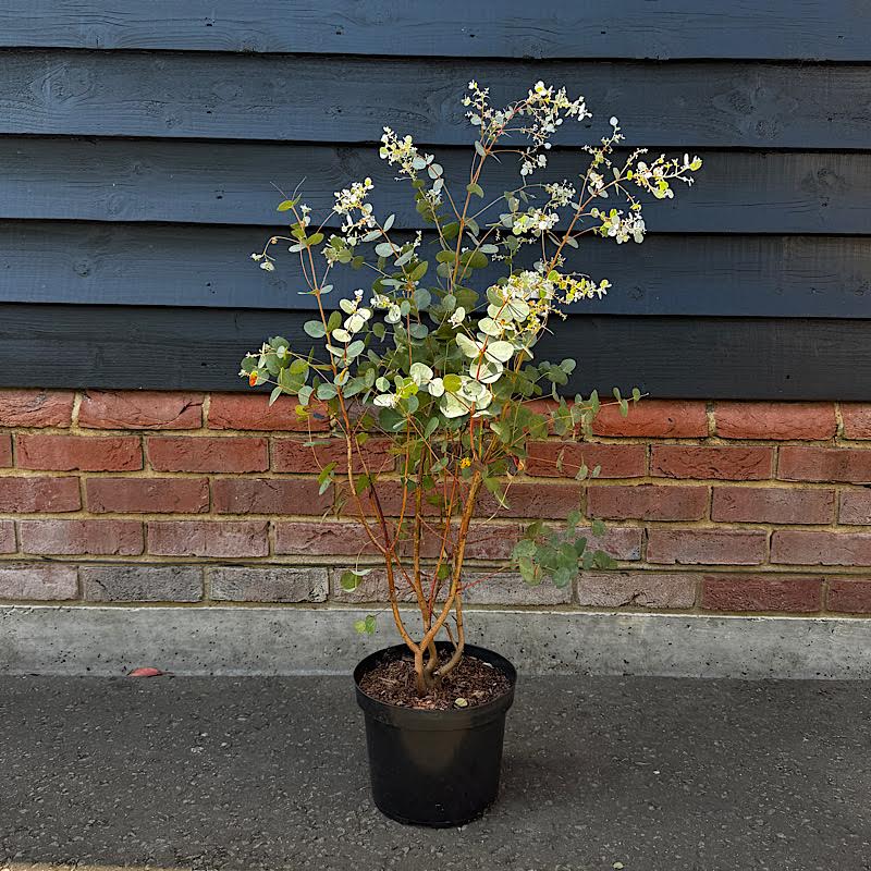 Eucalyptus Trees - King and Co the Tree Nursery