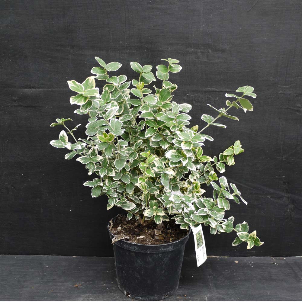 Euonymus fortunei ‘Emerald Gaiety’ – Fortune’s spindle 10 Litre