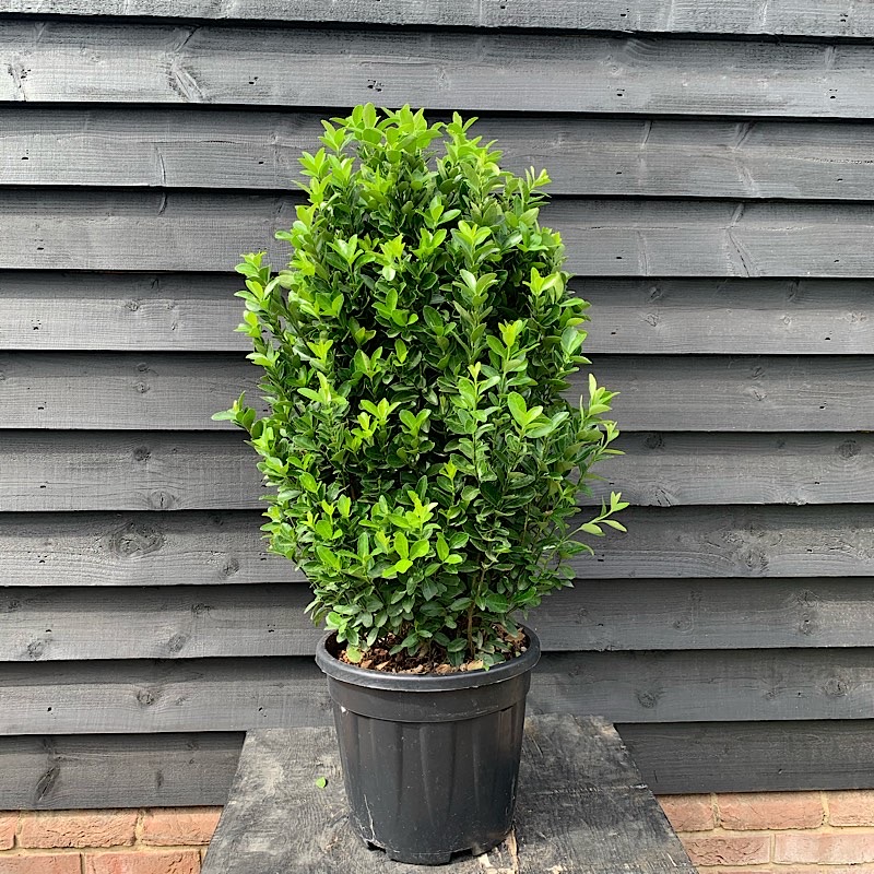 Euonymus japonicus ‘Euro’ – Japanese spindle 18 Litre