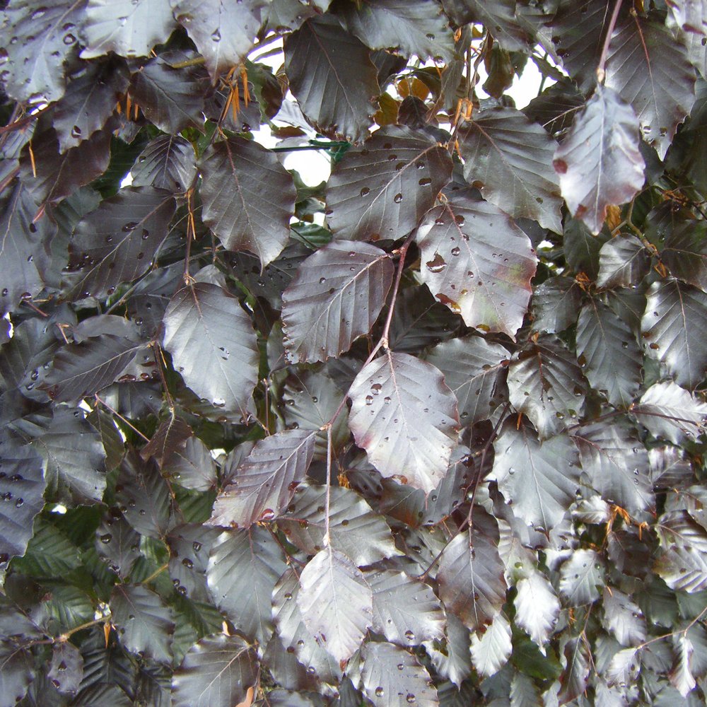 Fagus sylvatica ‘Purpurea’ – Purple beech 1.5-1.75m tall