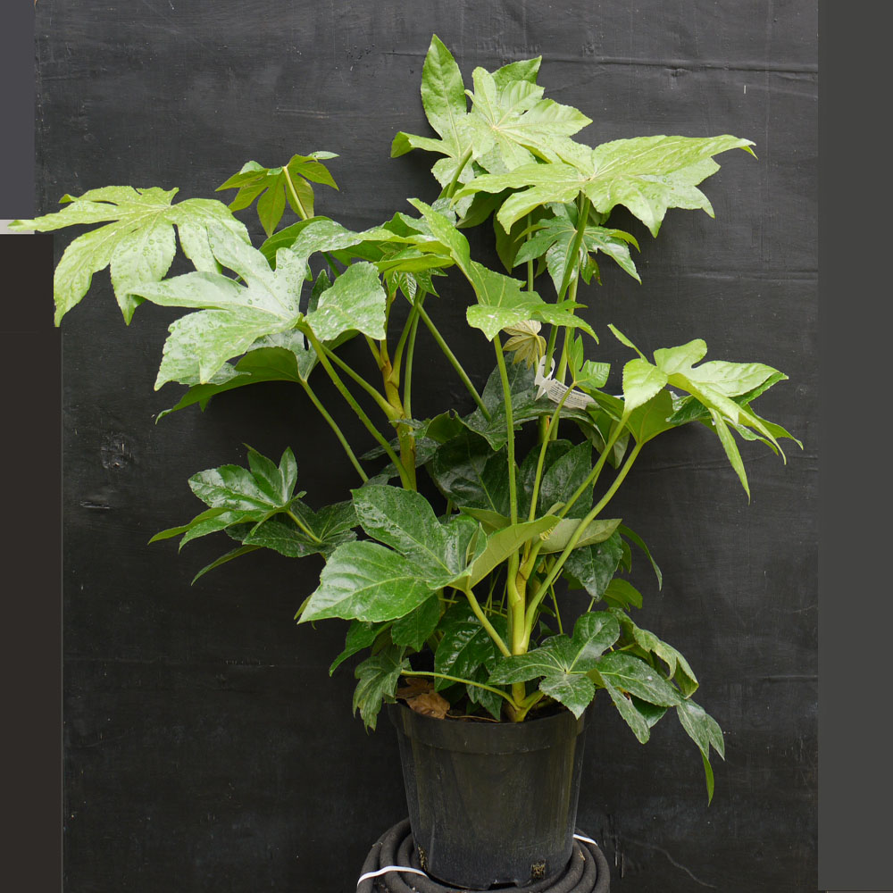 Fatsia japonica – Castor oil plant 10 Litre