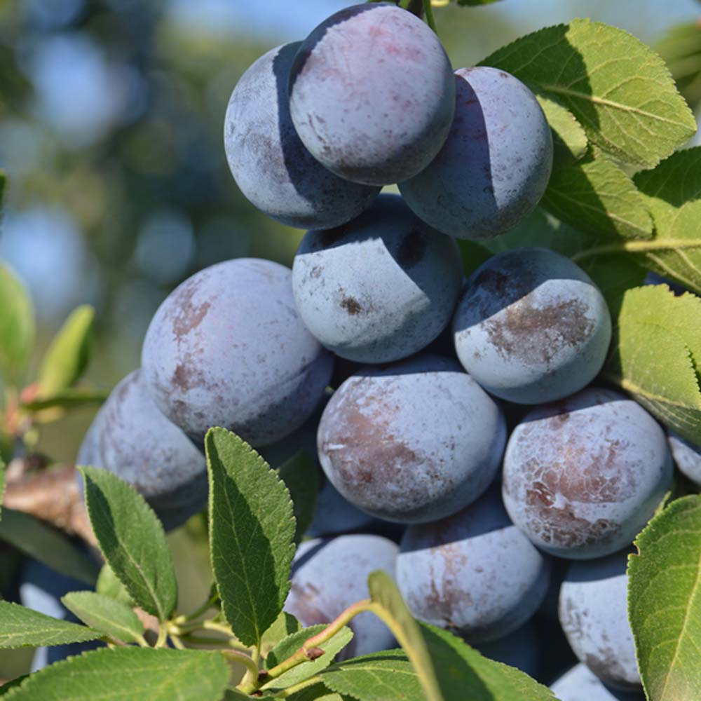 Prunus domestica Czar - Plum Czar tree 6-8cm girth