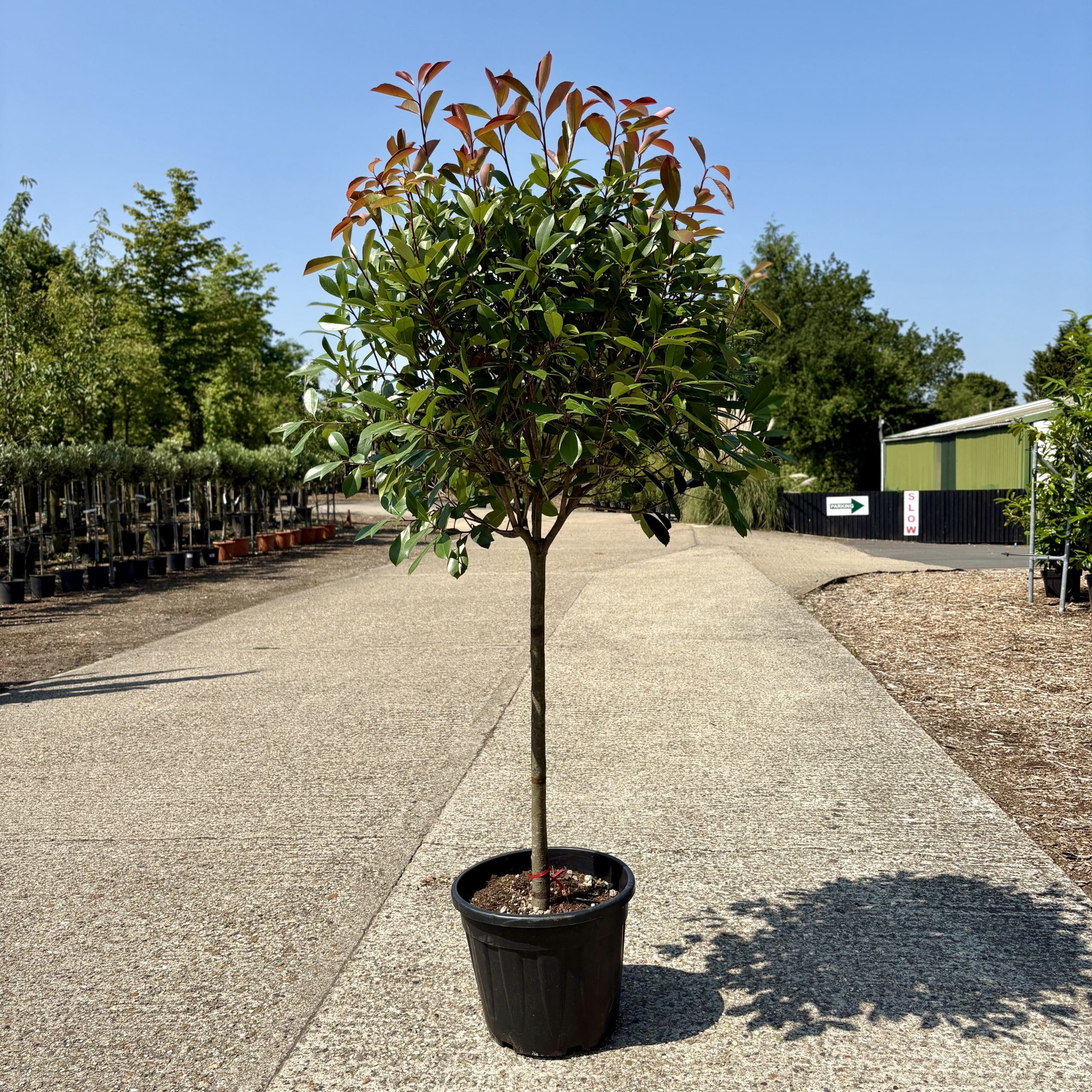 Photinia x fraseri ‘Red Robin’ – 1/2 Standard. 40-50cm head