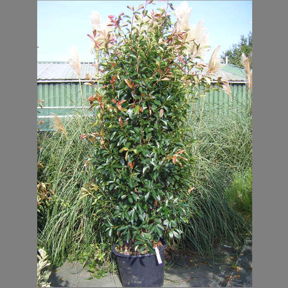 Photinia x fraseri ‘Red Robin’ 2m tall clipped cone
