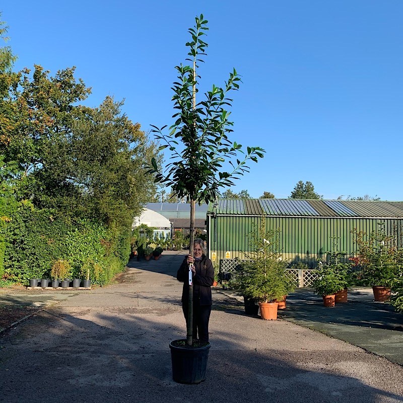 Prunus laurocerasus ‘Novita’ – Cherry laurel 10-12cm girth