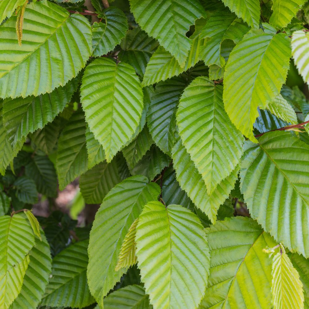 Native Tree Varieties