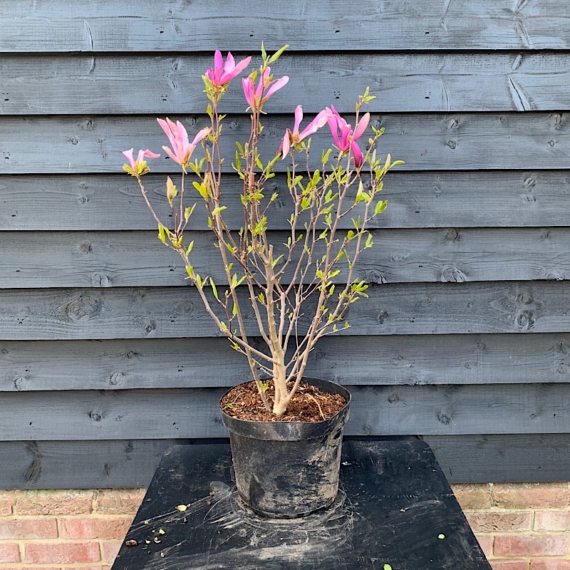 Magnolia ‘Susan’ – Magnolia 60-80cm tall
