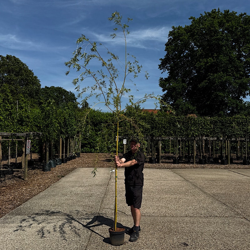 Salix ‘Chrysocoma’ – Golden weeping willow 6-8cm girth
