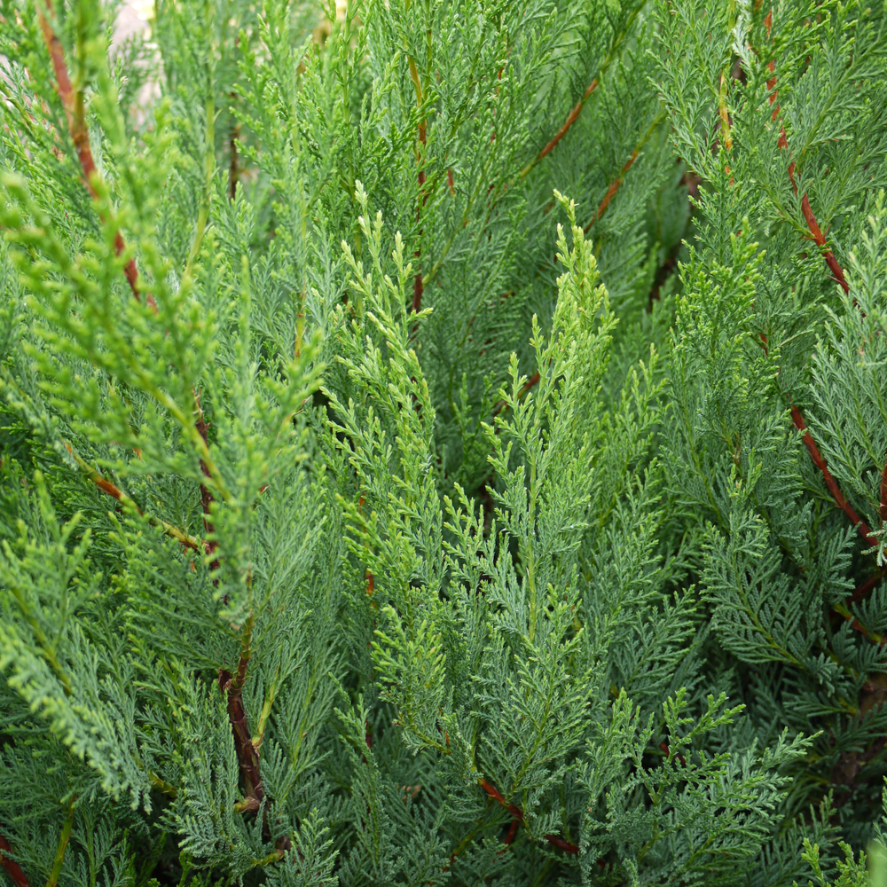 Cupressocyparis leylandii – Leyland Cypress 1-1.2m tall