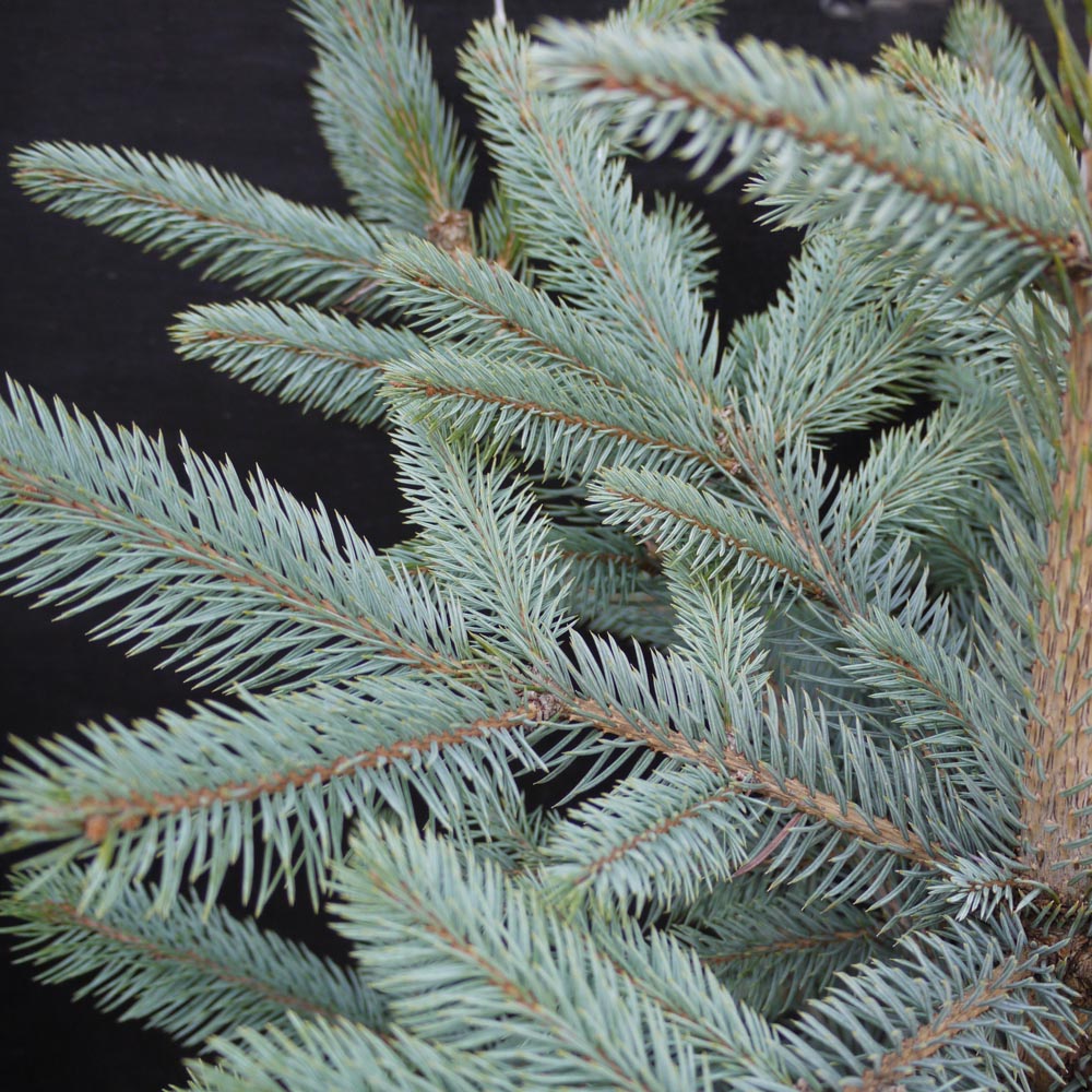 Picea pungens – Blue spruce tree (Larger sizes)