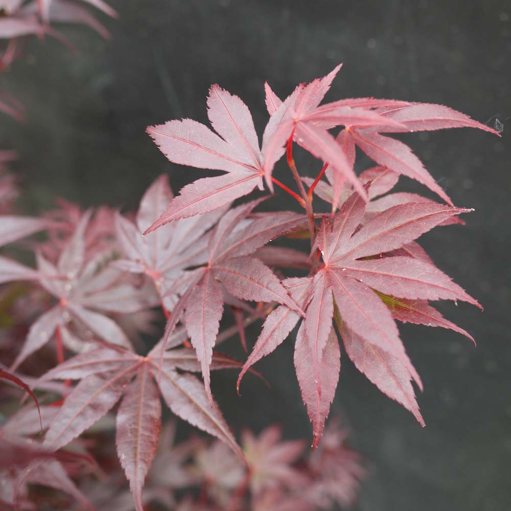 Acer palmatum ‘Bloodgood’ – Japanese maple 18 Litre. 100-125cm tall